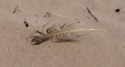 Seagull Feather on Lossiemouth Beach