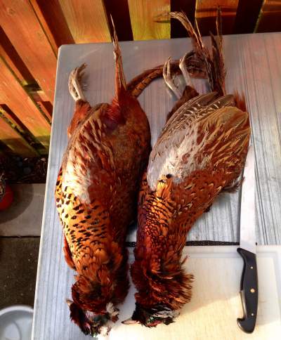 A lovely pair of Pheasants