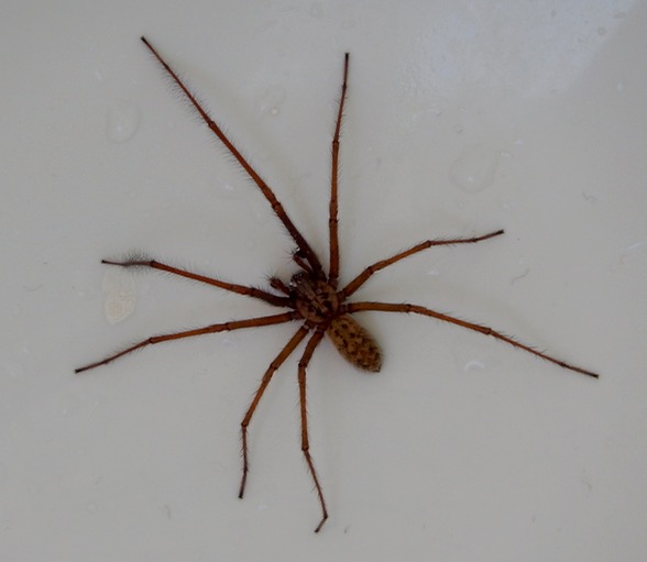Bathtub Spider