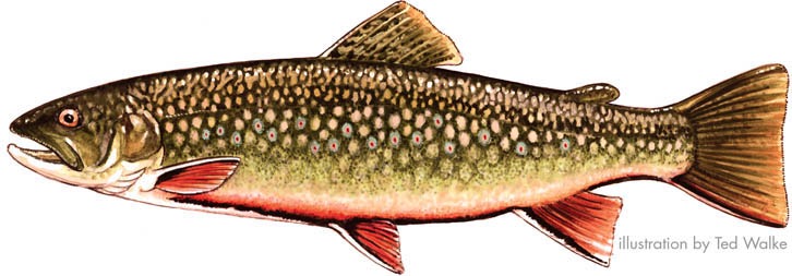 Trout