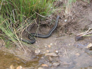 a deadly serpent hunts the tempest's child